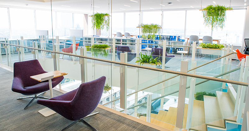 Hanging Plants at The Brattle Group's Office