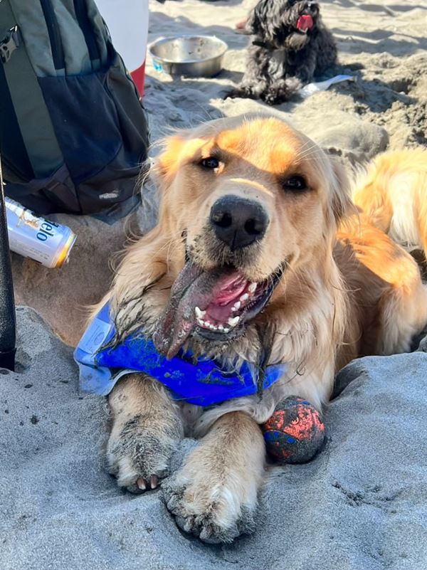 Canyon to golden retriever - Hood to Coast 2022